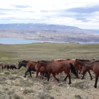 STA. CRUZ: Sorprendieron a 4 hombres arreando 45 caballos robados en medio de la estepa patagónica