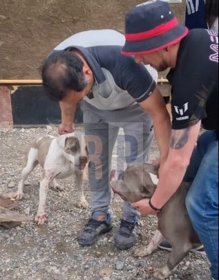 Dos perros pitbull se soltaron en margen sur y corrieron serio riesgo mascotas y dos nenas