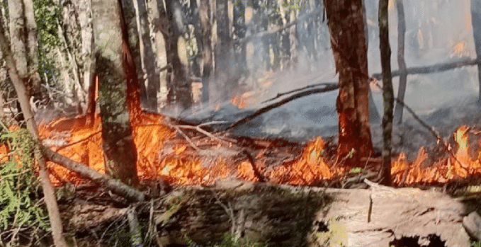 NEUQUÉN: Investigan relación entre incendios y la prohibición de fiestas electrónicas