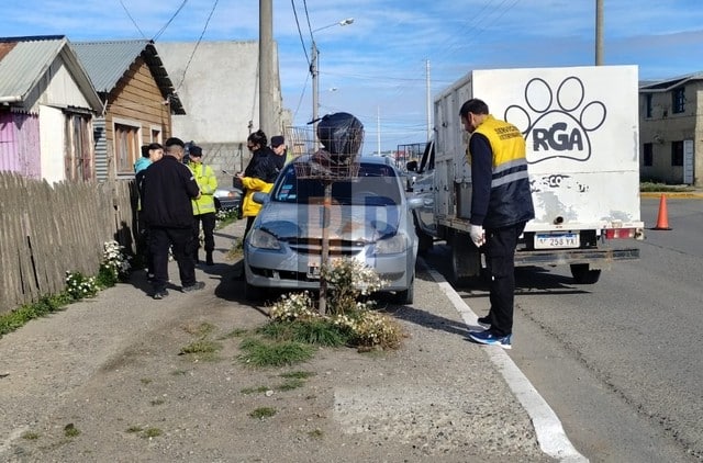 INDIGNANTE: Policía y Zoonosis intervienen en calle Sarmiento por denuncias contra un vecino que habría ahorcado a su perro y arrojado el cuerpo al río Grande